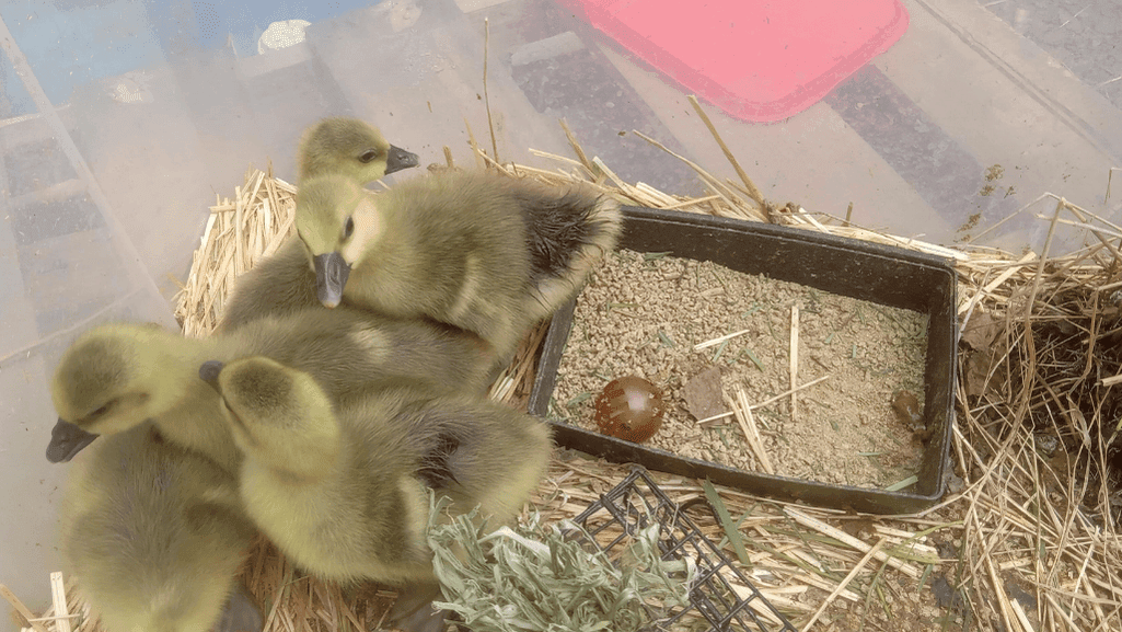 brooder for goslings