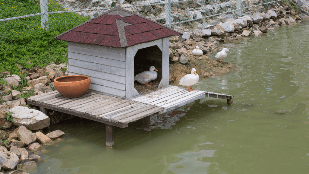 building duck house frame