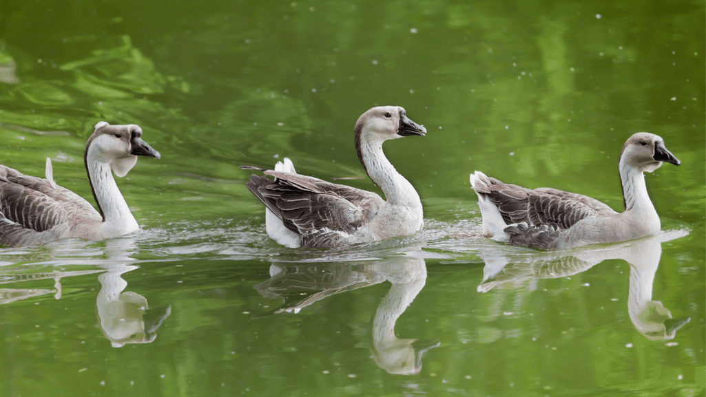 chinese goose mating behavior