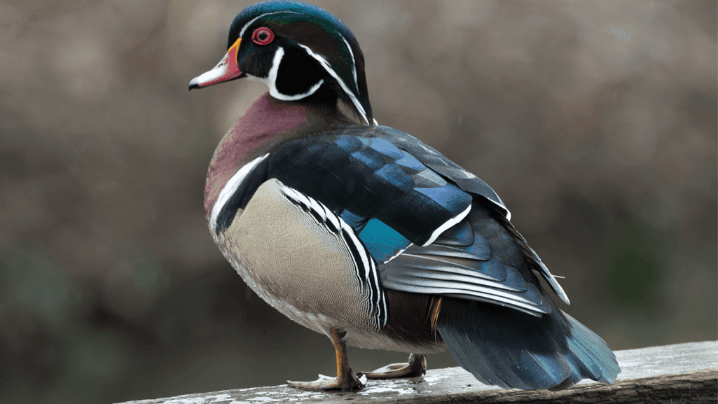 classic duck names