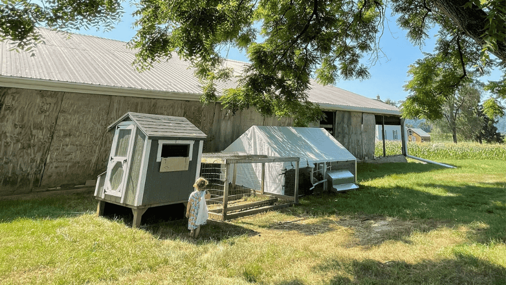 cleaning duck coop