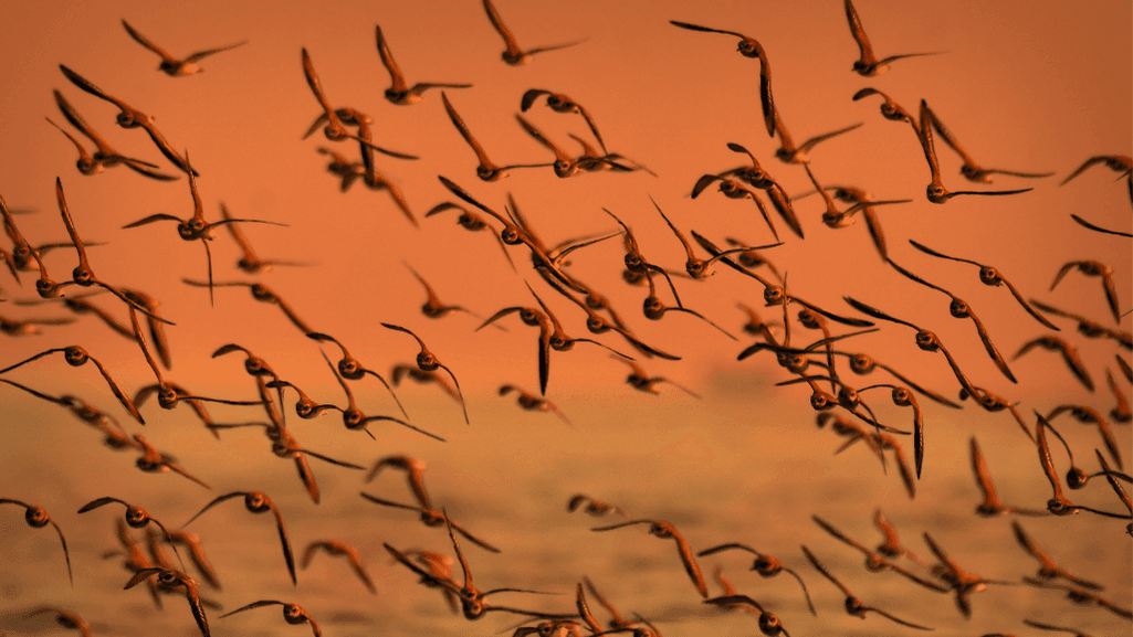 climate influence on bird migration
