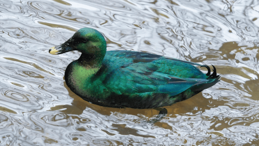color-inspired duck names