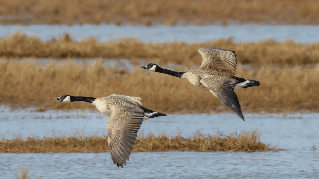 decode geese honking