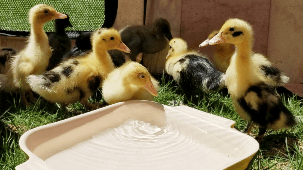 diy duckling pen base structure