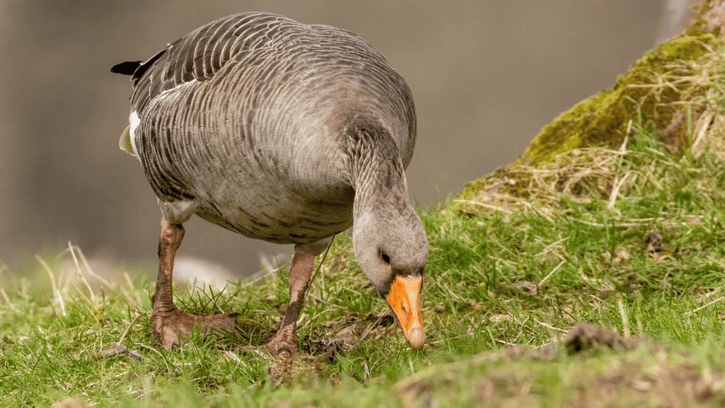 domestic greylag goose health
