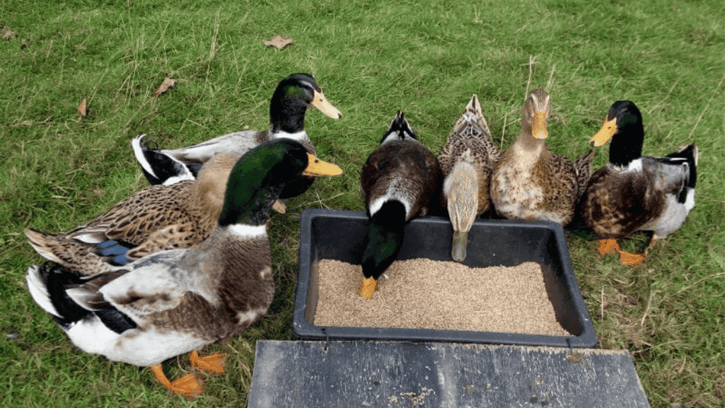 duck breed selection factors
