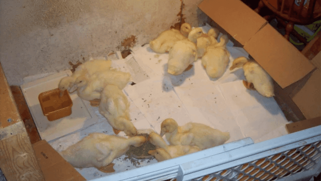 duck brooder setup