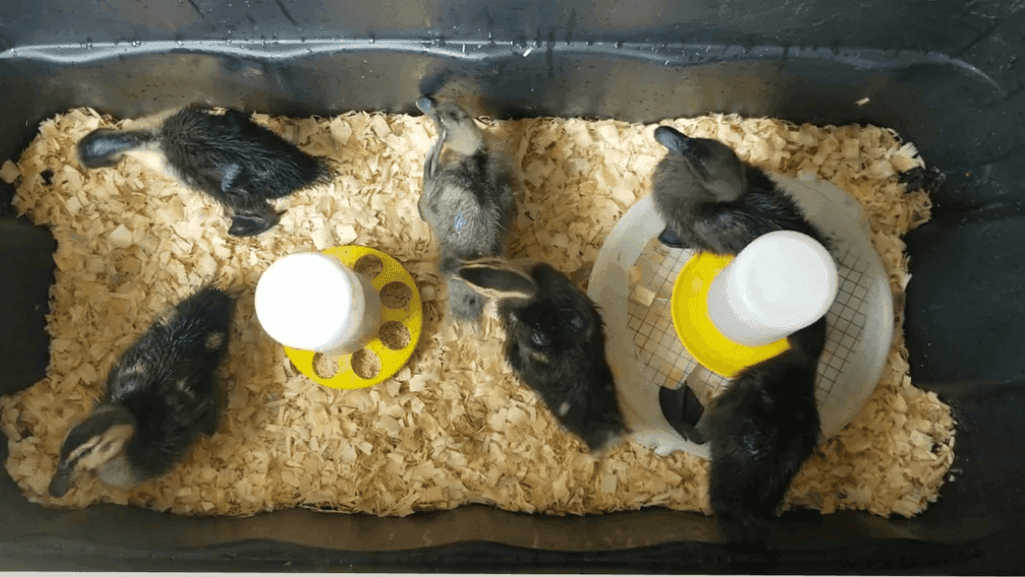 duck brooder supplies
