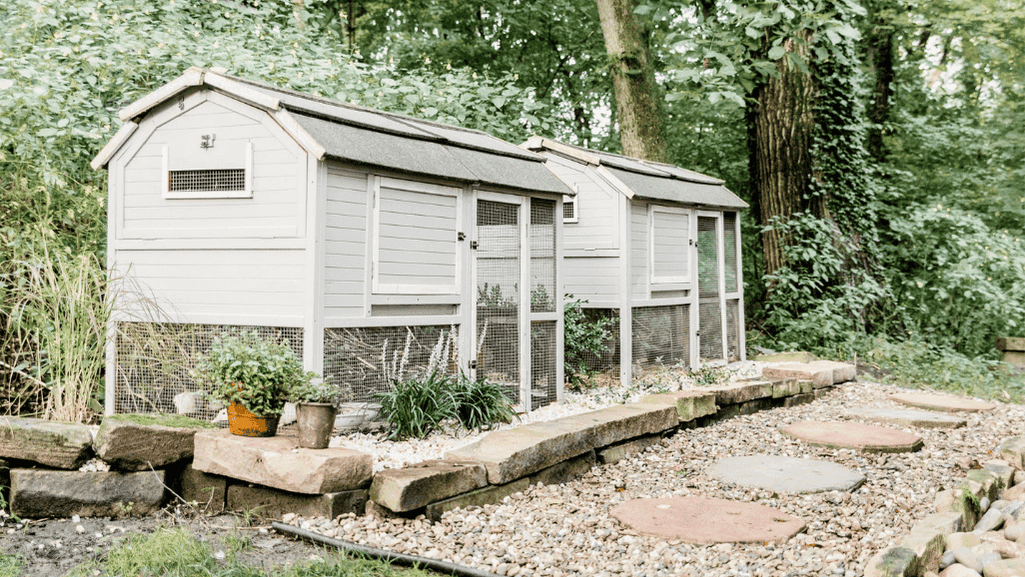 duck coop landscaping
