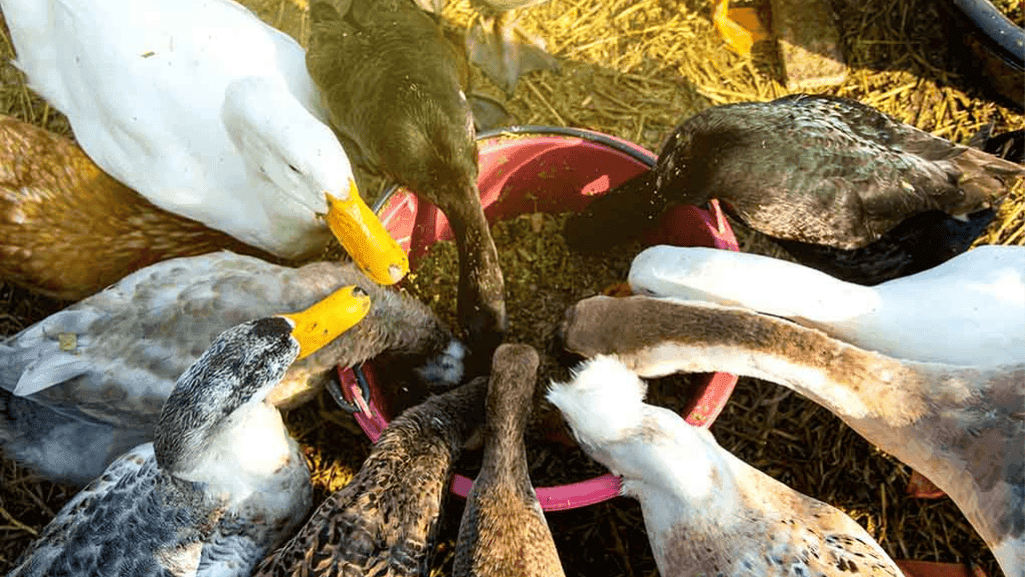 duck diet