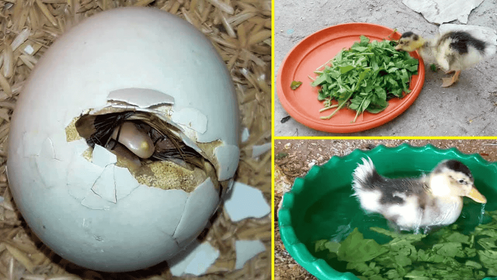 duck egg hatching timeline