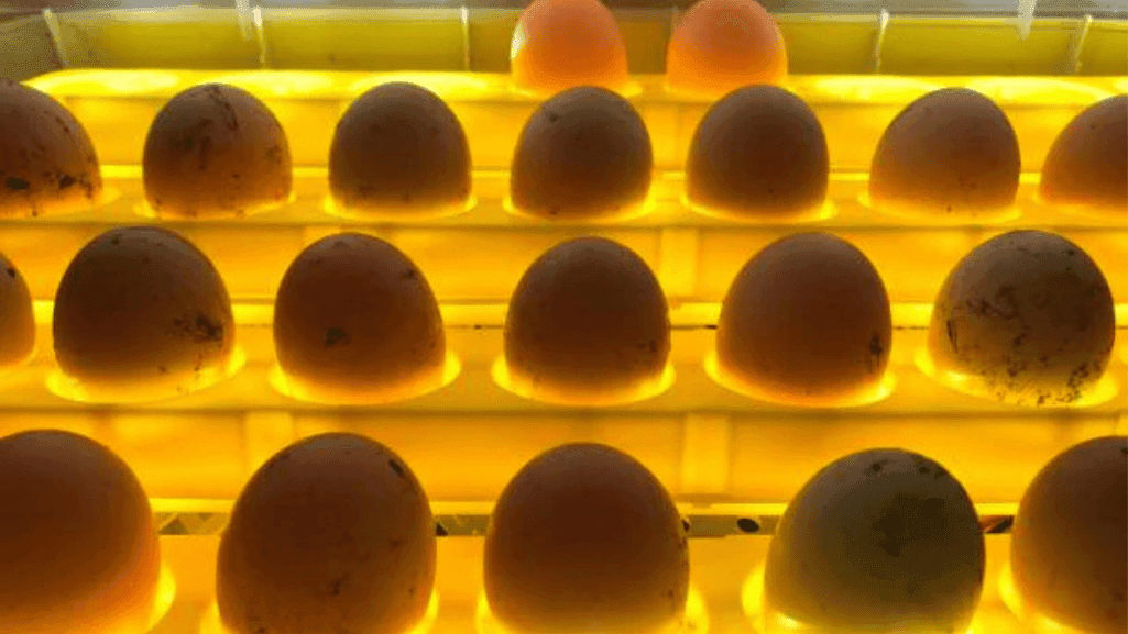 duck egg incubation humidity