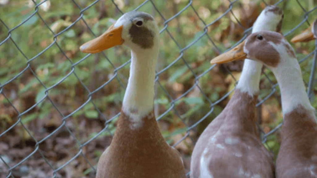 duck group dynamics