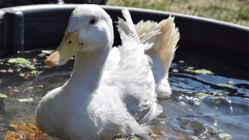 duck indoor enrichment