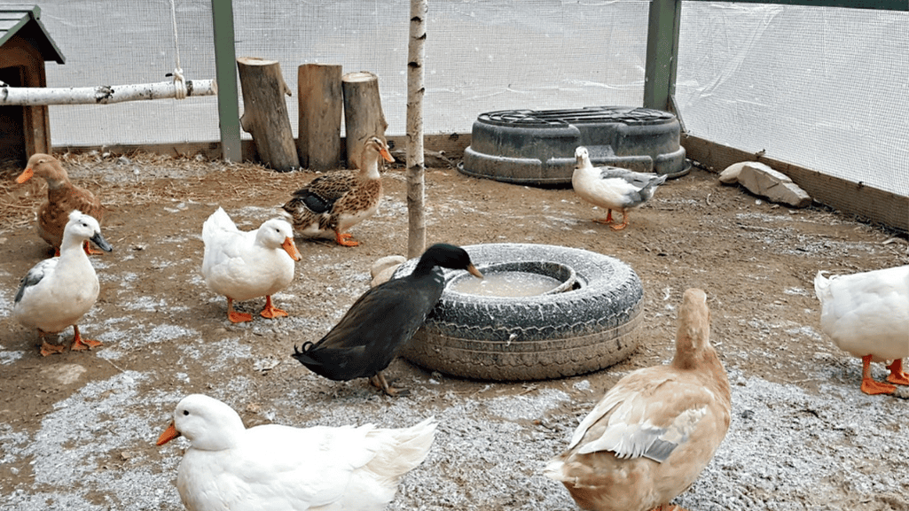 duck living conditions