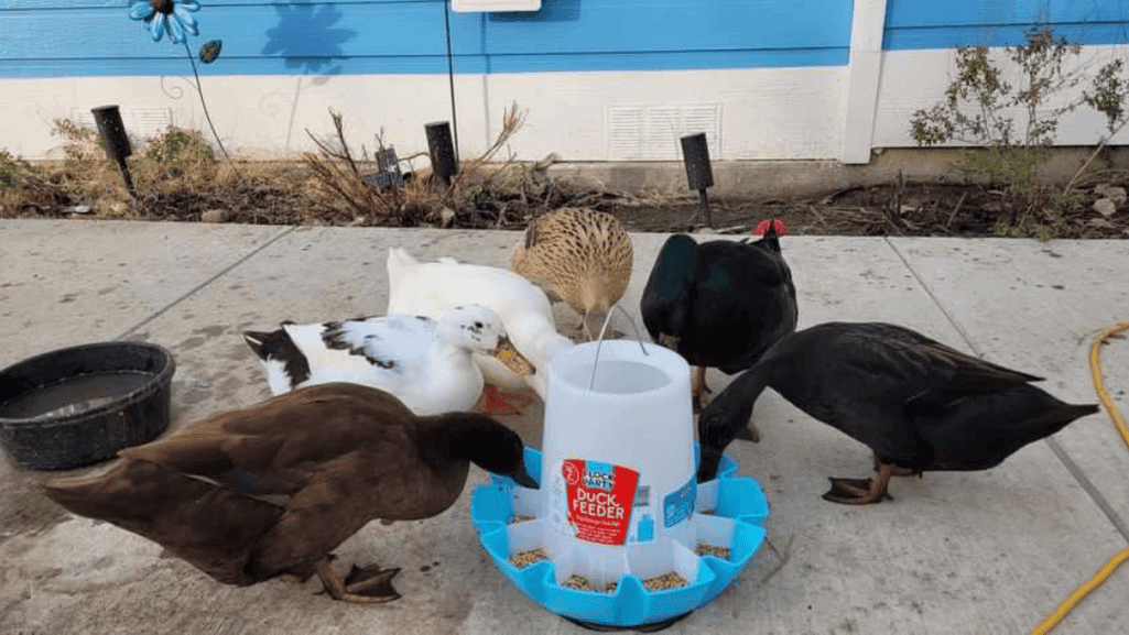duck nutrition