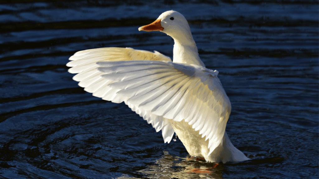 duck social behavio