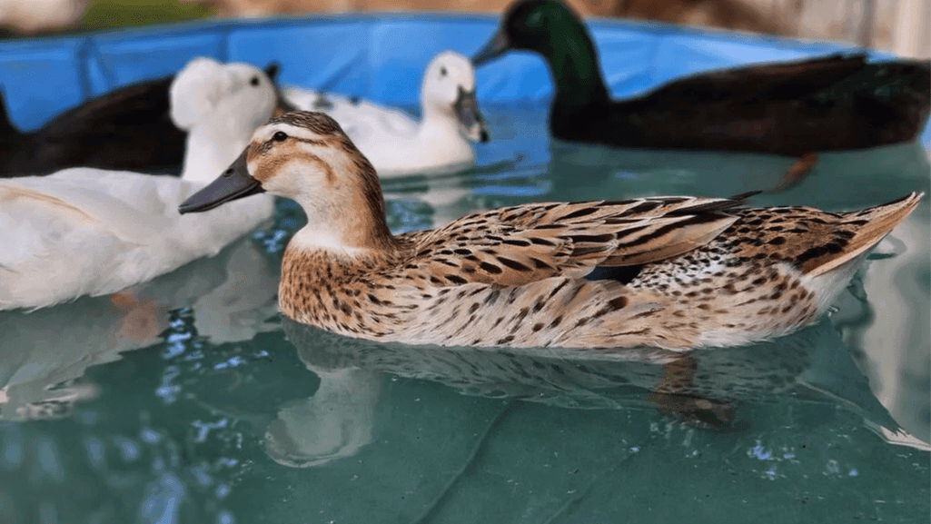 duck water alternatives