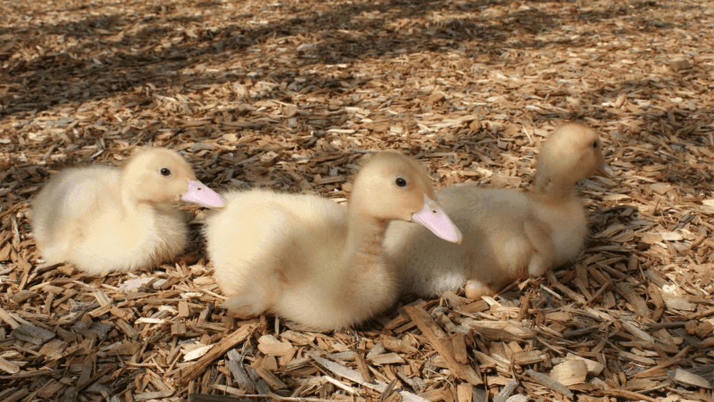 duckling breeds