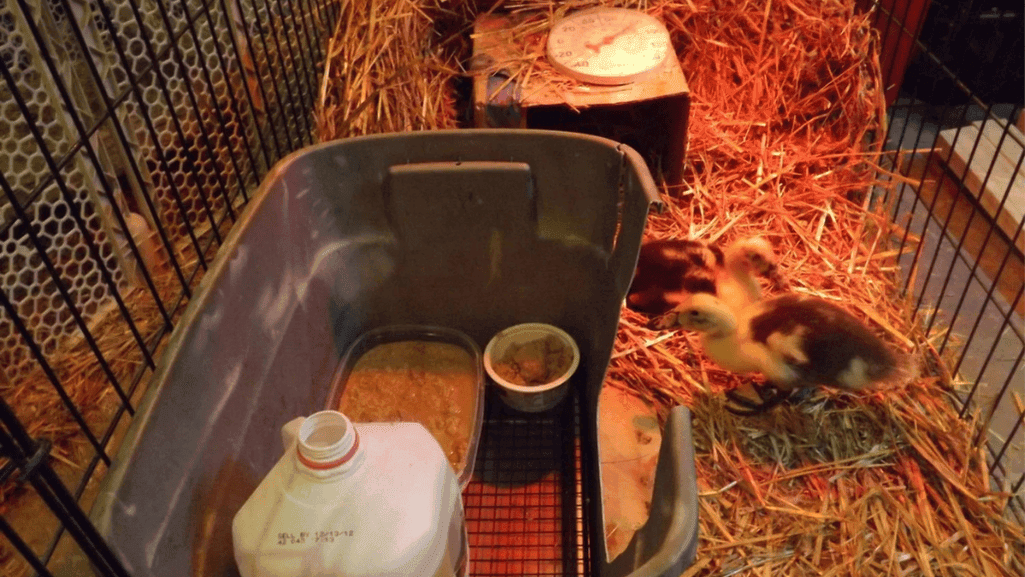 duckling brooder setup