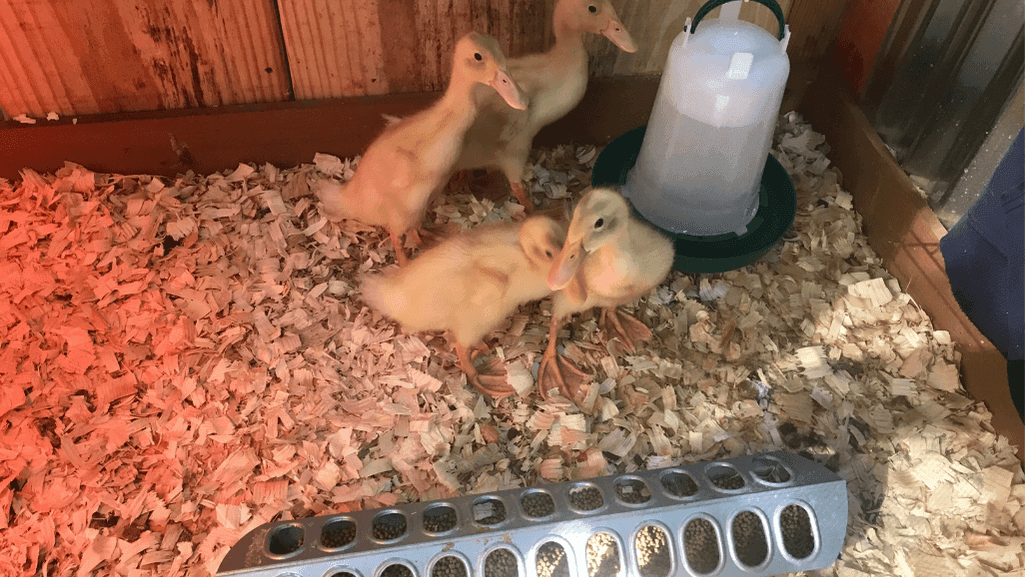 duckling brooder setup