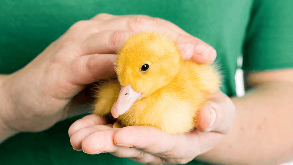 duckling care
