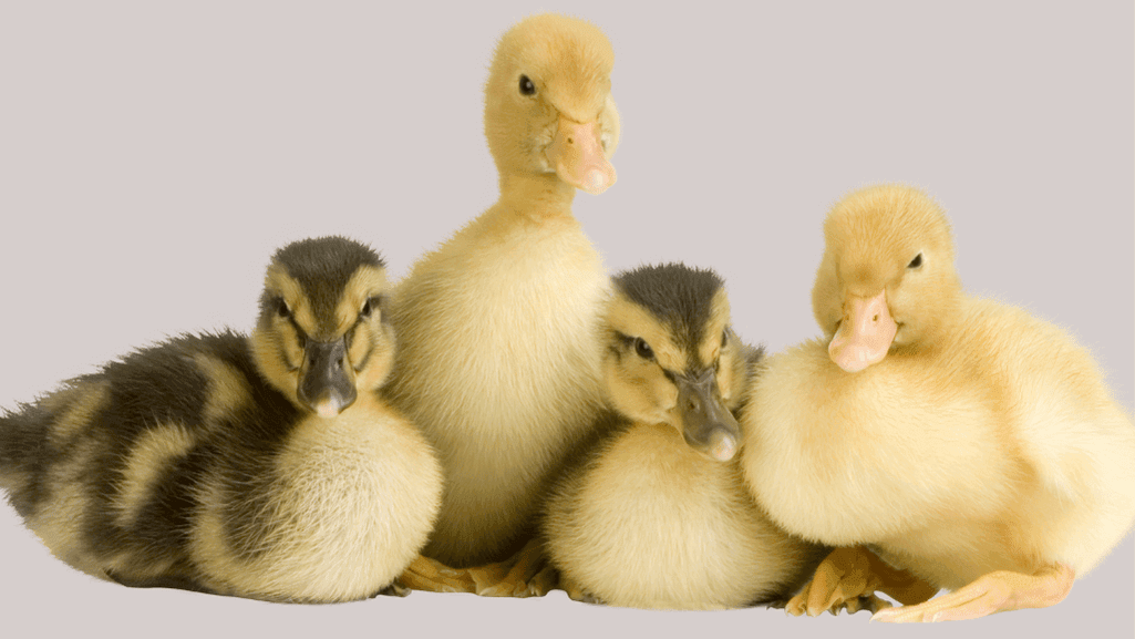 duckling health