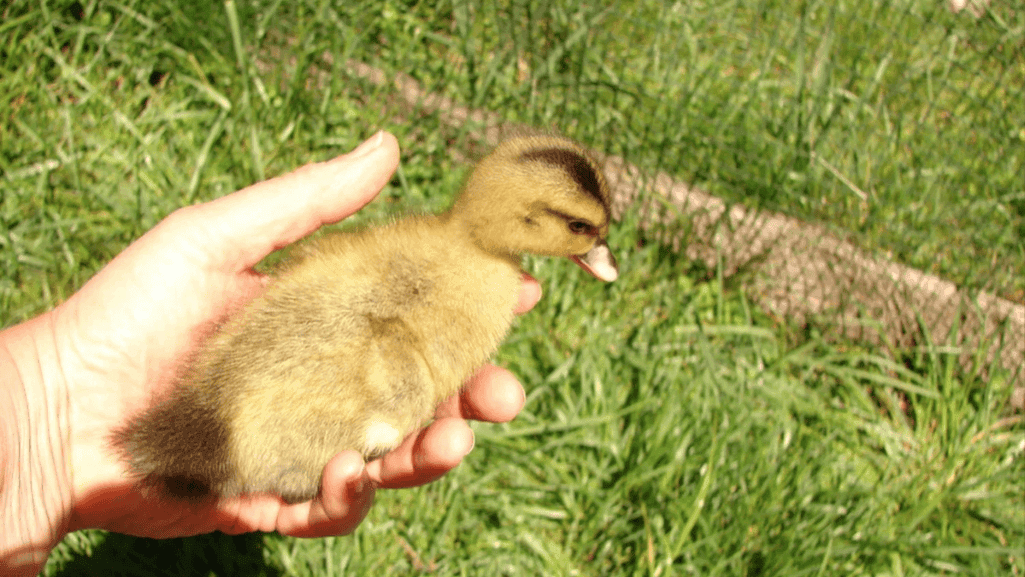 duckling identification