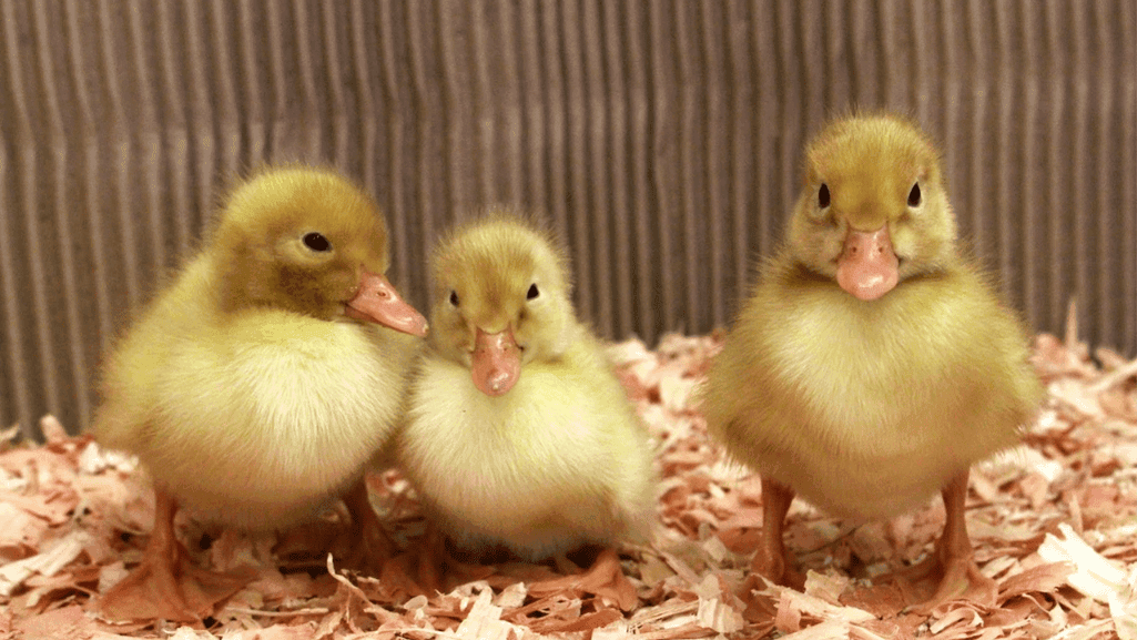 duckling retailers