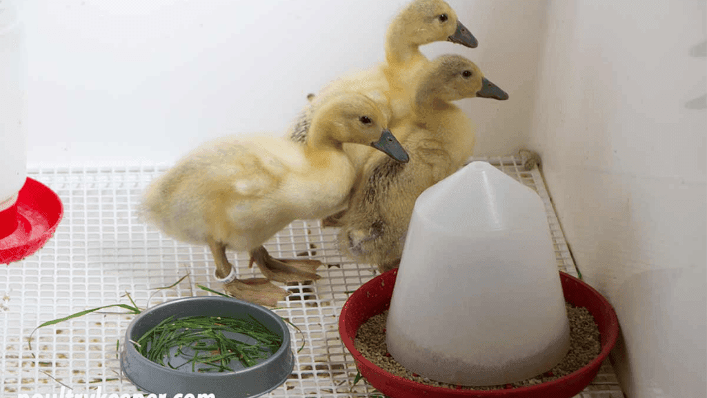 duckling starter feed