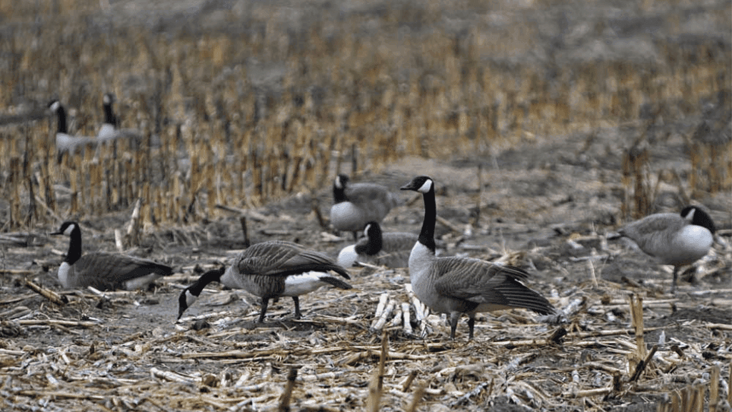 environmental impact on geese diet