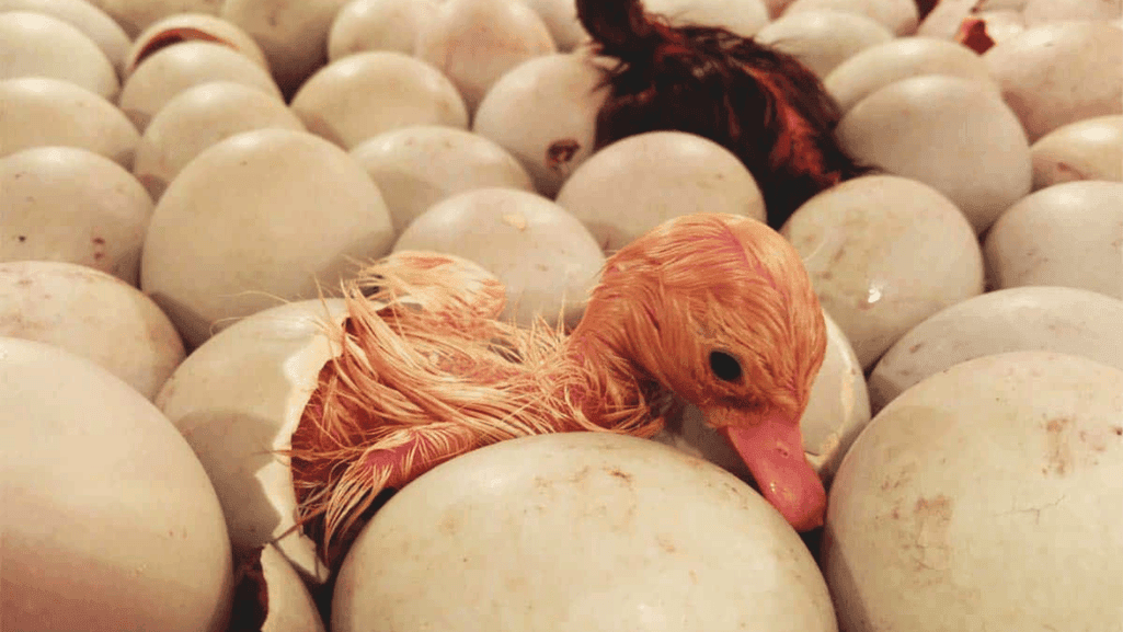 factors affecting duck egg hatching and how long do duck eggs take to hatch