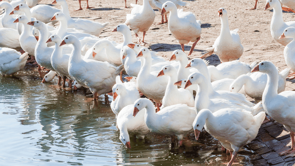farm-raised goose