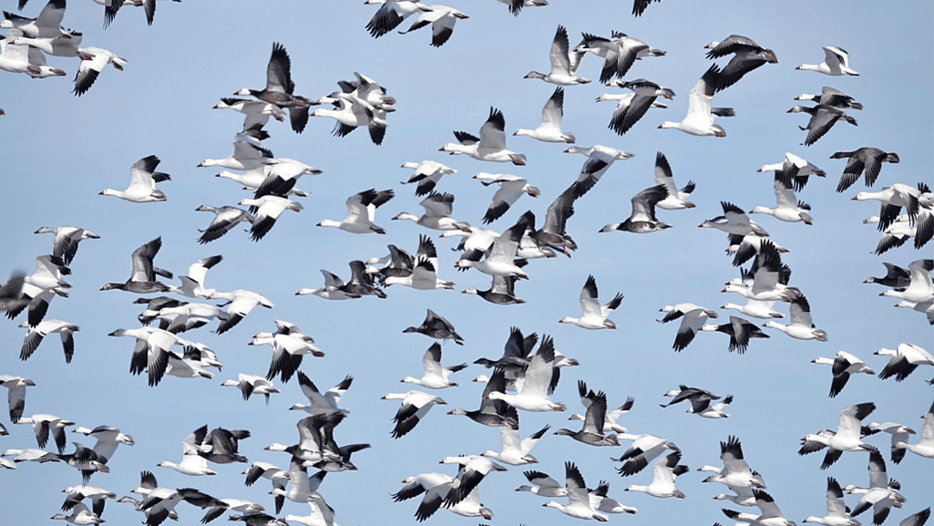flocking behavior of snow geese