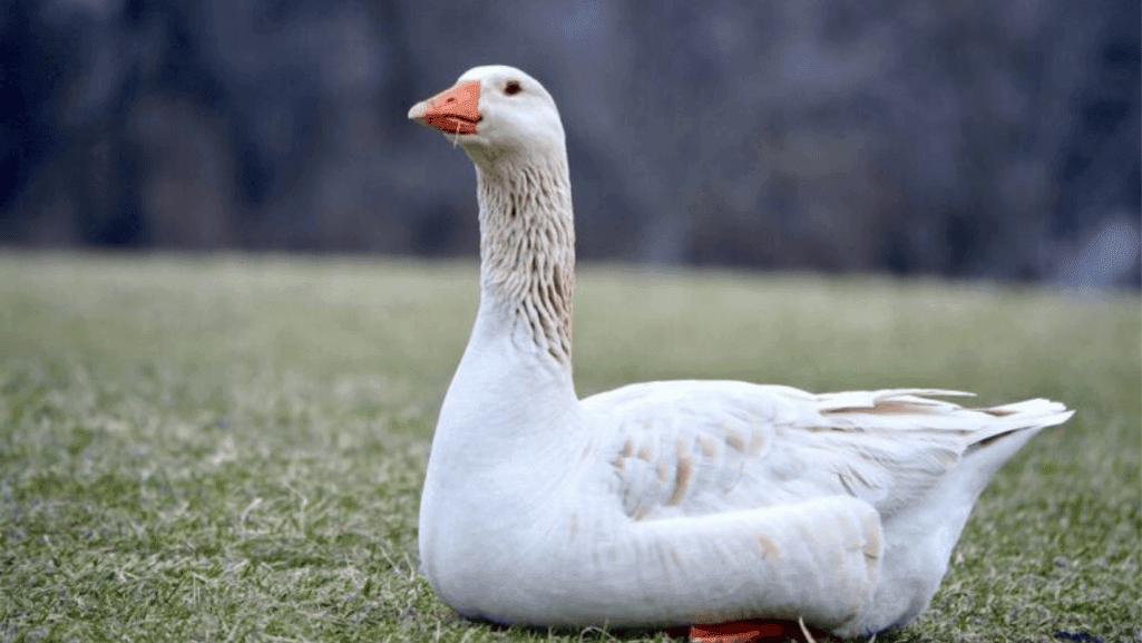funny goose names