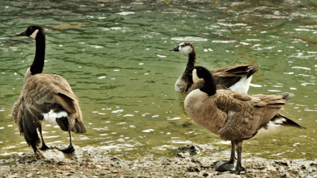 geese in ecosystems