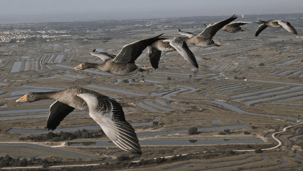 geese migration routes