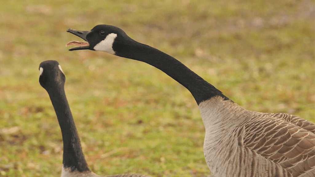 geese patrol