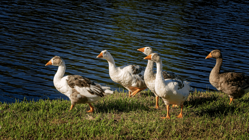 geese senior years