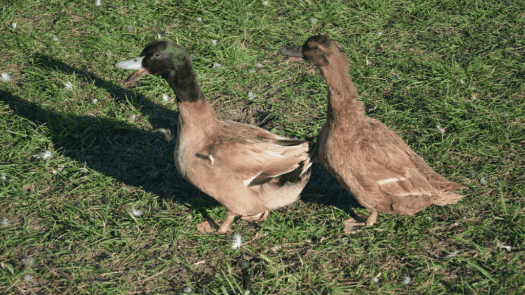 genomic data on duck hybrids