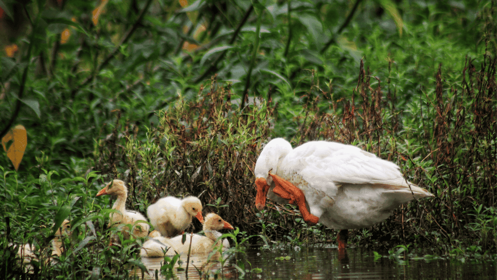 goose lifecycle