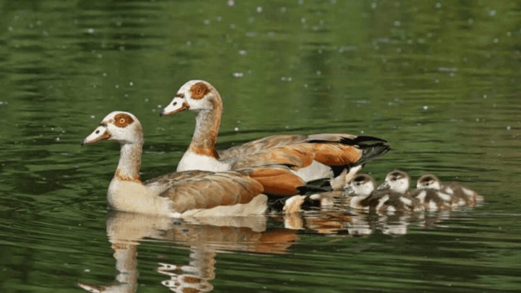 goose lifespan