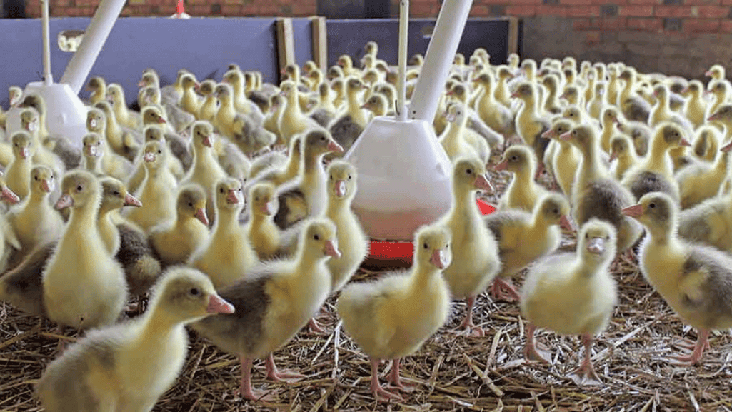 gosling health