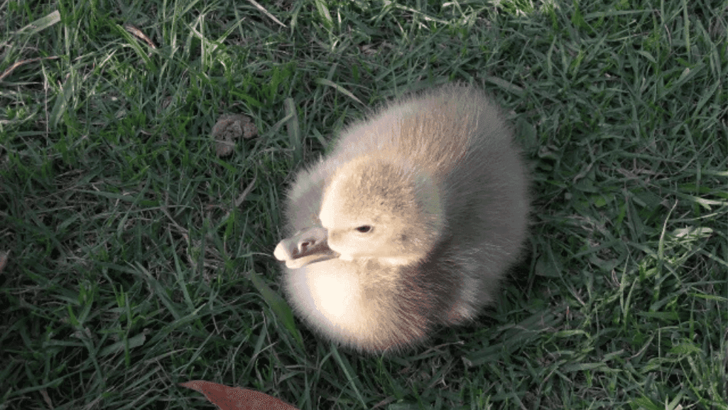 goslings imprinting on their caregiver