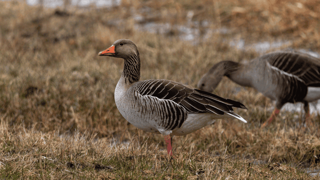 gray geese Toulouse Goose