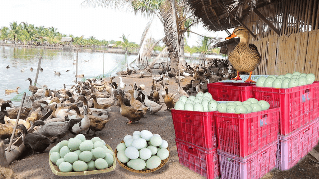 highest egg production ducks