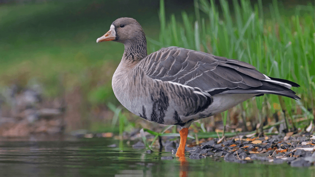 historical goose names