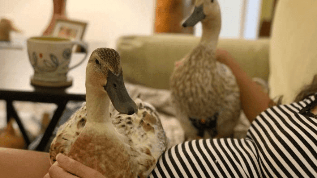 indoor duck health