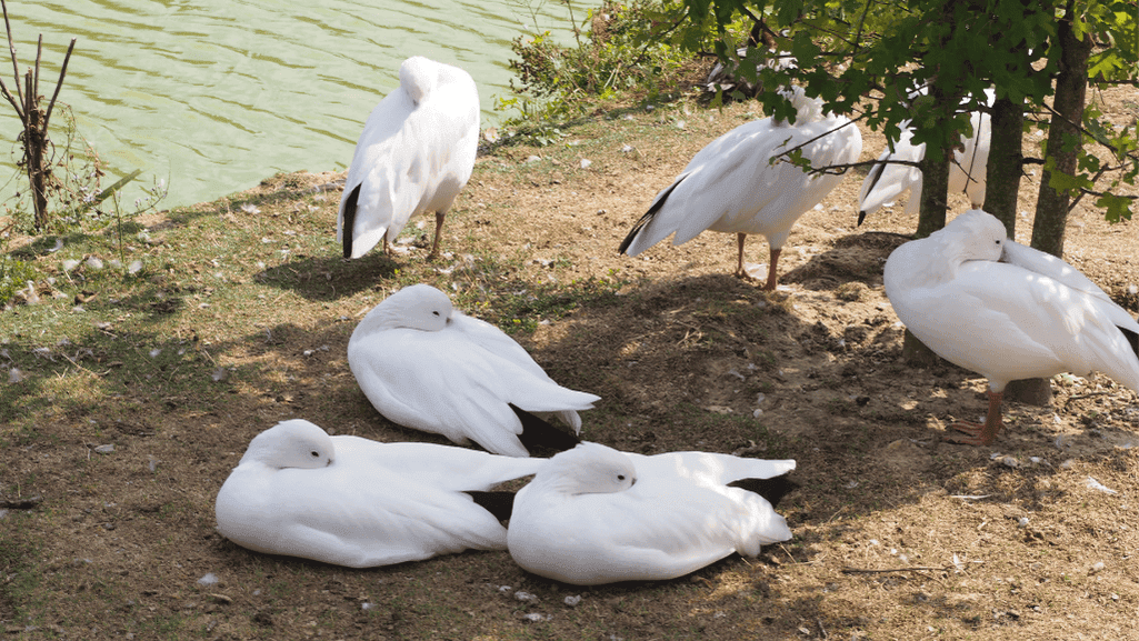 Popular male name for goose 1 male name for goose